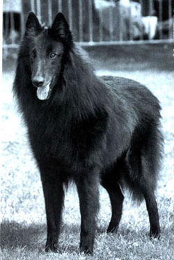 SparfelDesGardiensDeL'Hemine.jpg (61659 bytes)