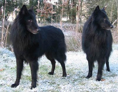 SparfelDesGardiensDeLHemine.Milan.jpg (85196 bytes)