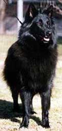 SweetStyleJanuaryJoy20.04.2002.2.JPG (16437 bytes)