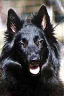 SweetStyleJanuaryJoy20.04.2002head.JPG (9420 bytes)