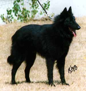 TSiscoHogeLaer.JPG (17739 bytes)