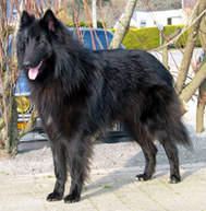 ViltansBleizduDesGardiensDLHermine-Feb07-2y4mth.jpg (148912 bytes)