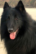ViltansBleizduDesGardiensDLHermine-Feb07-2y4mths.head.jpg (79779 bytes)
