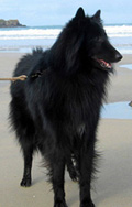ViltansBleizduDesGardiensDLHermine-Feb07-2y4mths.jpg (91584 bytes)