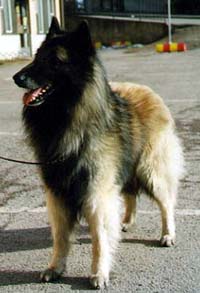 WorkaholicBugaboo-Max.jpg (17331 bytes)