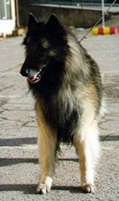 WorkaholicBugaboo.jpg (14867 bytes)