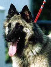 brennie.jpg (12001 bytes)