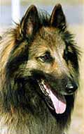 funky1.jpg (31494 bytes)