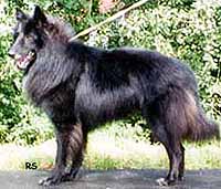 greco4.jpg (19907 bytes)