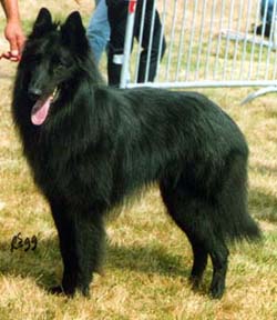 lou1999.jpg (27731 bytes)