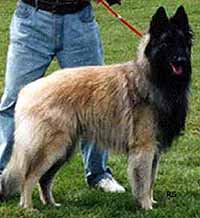 loukycal.jpg (48707 bytes)