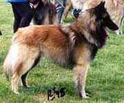 sherpa1.jpg (16838 bytes)