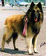 sherpa3.jpg (19878 bytes)