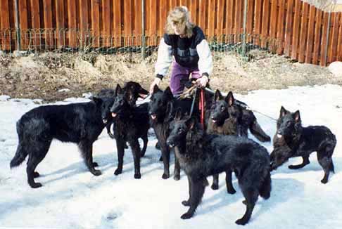 A.Gr.Pups.Meeting1993.1.JPG (31445 bytes)