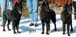 A.Gr.Pups.Meeting1993.JPG (13145 bytes)