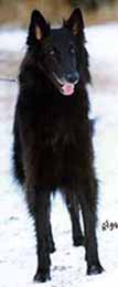 ArcticPrincess.JPG (9285 bytes)