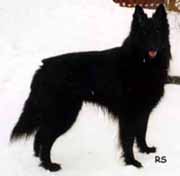 ArcticStar23.03.1996-3v5kk.JPG (7235 bytes)
