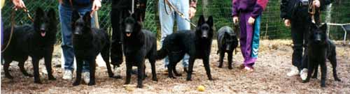 B.Gr.Pups.Meeting1993.1.JPG (17762 bytes)