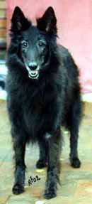 BellaDonna26.10.2002-10v.3.JPG (12652 bytes)