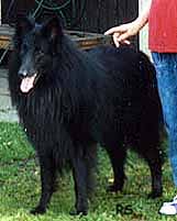 BlackBaron1996.JPG (12472 bytes)
