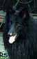 BlackBaron1996head.JPG (4740 bytes)