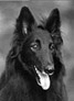 BlackBaroness1998-6v.head.jpg (8067 bytes)