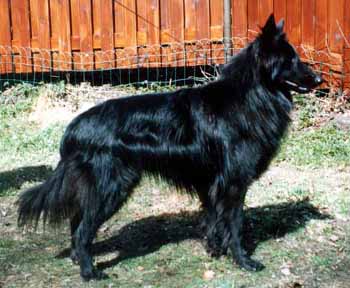 BowWow07.05.1994-18kk.JPG (60386 bytes)