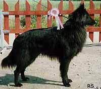 BowWow1993.jpg (19304 bytes)