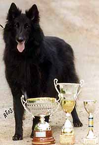 CrazyBaby27.07.2003-B.M.Vuoden.Vet.Nayttkoira2002.JPG (11136 bytes)