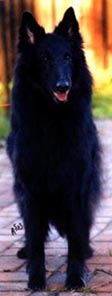 DailyLove8.11.2003-10y.jpg (19601 bytes)