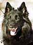DestinyLady-1998head.jpg (7975 bytes)
