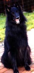 DiplomaticDear8.11.2003-10v.sit.jpg (12663 bytes)