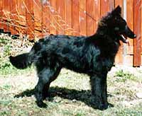 DizzyDuchess07.051994-6kk.JPG (19122 bytes)