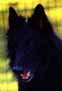 DoubleTrouble8.11.2003-10v.littlehead.jpg (9023 bytes)