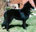 DutchDandy07.05.1994-6kk.JPG (44807 bytes)