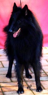 DutchDandy8.11.2003-10v.stand.jpg (16648 bytes)