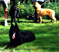 E.Gr.18.6.1995-pentutap.Cherie,Cindy,Duke.jpg (42279 bytes)