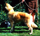 ElectricBeauty18.06.1995-6kk1vk.jpg (45523 bytes)
