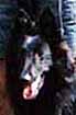 ElegantAngel0.JPG (6332 bytes)
