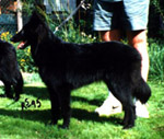 ElegantAngel18.06.1995-6kk1vk.jpg (33527 bytes)