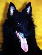 EndlessLove11.12.2004-10v.head.jpg (16397 bytes)