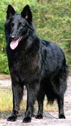 GenerousGenie1998-3v.3.jpg (25245 bytes)