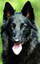 GenerousGenie1998-3v.head.jpg (8483 bytes)