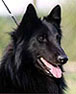 GreatGambler1998.littlehead.jpg (9817 bytes)