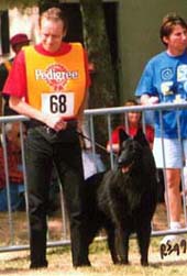 GreatGamblerFrenchSpecTommi.JPG (26663 bytes)
