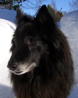 Incredible Nice 16.03.2010 - 14v. Redi.jpg (68558 bytes)