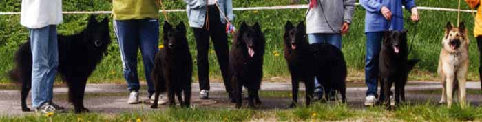 LPuppiesMeeting1.JPG (22618 bytes)