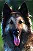 LittleLolaAug2000head.JPG (6824 bytes)