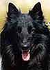 MisterMaster2001.head1.JPG (5428 bytes)
