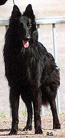 NewSmile2000.JPG (15874 bytes)